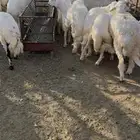 طليان مناسبات