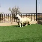 معزا بيض خصم الخصم مضاريع