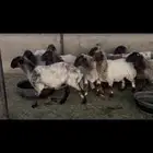 غنم نعيم دفيع