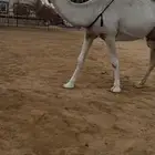 خلفه وضحاء كفو