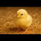 صوص لحم روس 308