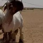جذعان مشاربع فحول نعيم صنف فاخر