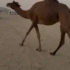 بكره حمرا دهما ساحليه لقحه مزيونه
