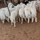 حري