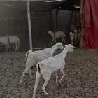 معزا بيشيات كفو