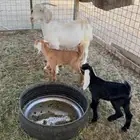 عنز خلفة معها