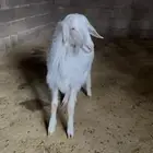 مشروع فحل ابرص