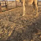 شقحى ثنيه لقحه