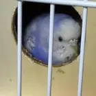 طير بادجي