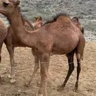 قعدان للبيع