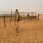 قعدان للمناسبات