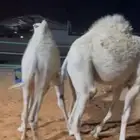 قعدان عدد 11 فل شحم