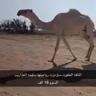 الناقه خفوت السن تو دزت رباعيتها السوم 16