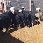 غنم نجد أصايل 11 بفحلها تحتها 7 البقيه شرط دفيع