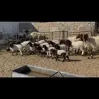 غنم نعيم مطافيل