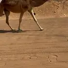 لقحه حمرا كفو