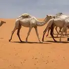 قعود للبيع