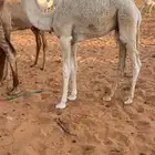 قعود قصب فل شحم نضيف يرضع امه