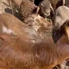 سواكن سمان ومغلقه مرابي ثلاث شهور وفوق العدد 13