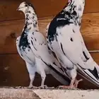 جوز بانتيز خوارج