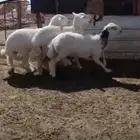 العرض الأول اربع طليان ورخل نعيم جذعان وثلاث رخال حري