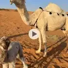 للبيع ناقة خلفة