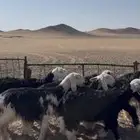 رخال نجد صنف(تم البيع)