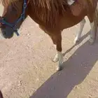 سيسي للبيع