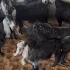 ماعز عوارض
