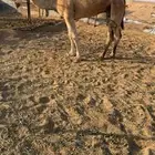 للبيع ناقه ضريبه كفو (ضالع)