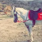 خيل جزيري للبيع