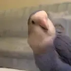 روز