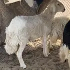 شاه طيبه سنها سدس صنف سليم من جميع العذاريب