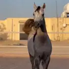 مهر طيب واهو