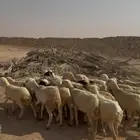 للبيع رخال رفيديات العدد40 الصحة شرط