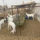 جفران للبيع عدد 5