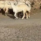 رخال مقاتي صنف العداد 16 مشالله تبارك الرحمن السوم من 2000