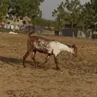 جفرتين وشح دفع