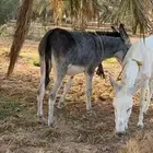 ماعز حمارتين ام وبنته وحده معسوفه الثانيه لا