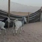 تيوس وجفرات فل شحم