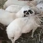 20 كبش ماشاءالله تبارك الله كبار للبيع السن جدعين