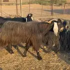 تيس حار