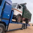 لوبد عرعر