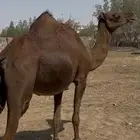 للبيع ابل حمر دم ملاقيات سواحل كفوو