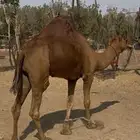 للبيع بعير احمر دم ساحلي رباع كفووو (( تم البيع ))