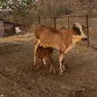 بقره تحته ذكر رعويه