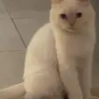 قطة للتبني