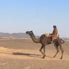 رحول عسيف الموقع عفيف شرط