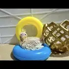 فرخ كروان لاتينو