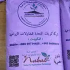 بذور بارسيم حجازي فاخر وامريكي كاف101